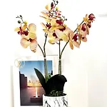 度假村 Aurora View - Boutique 马斯卡利